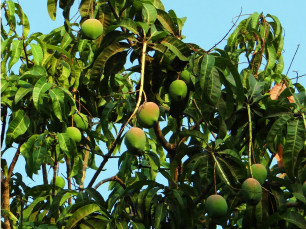 National Mango Tree National Mango Tree