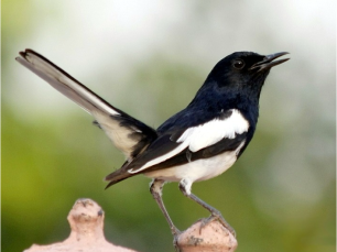 National Bird Oriental magpie-robin (Doyel) National Bird
Oriental magpie-robin (Doyel)