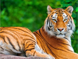 National Animal Royal Bengal Tiger National Animal
Royal Bengal Tiger