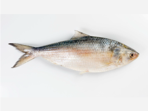 National Fish Hilsha National Fish
Hilsha