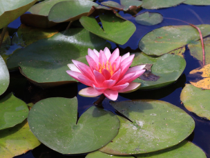 National Flower Water lily National Flower
Water lily