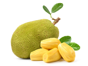National Fruit Jackfruit National Fruit
Jackfruit